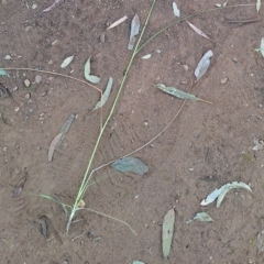 Sporobolus creber (Slender Rat's Tail Grass) at Mount Majura - 10 Mar 2024 by JenniM