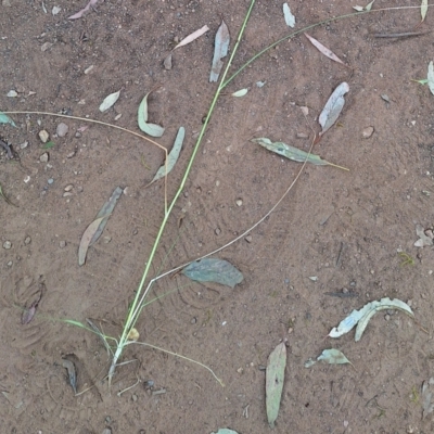 Sporobolus creber (Slender Rat's Tail Grass) at Mount Majura - 10 Mar 2024 by JenniM