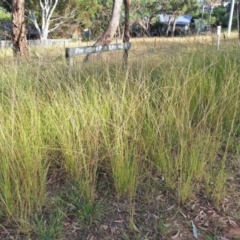 Sporobolus creber at Mount Majura - 11 Mar 2024 08:52 AM