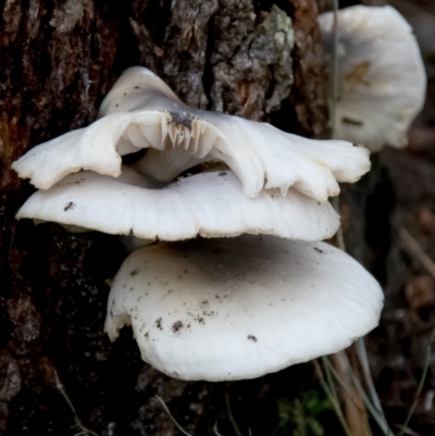 Pleurotus at Tarwin Lower, VIC - 3 Jun 2017 by Petesteamer