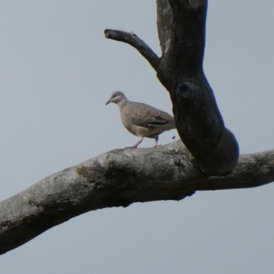 Spilopelia chinensis (Spotted Dove) at Bruce, ACT - 10 Mar 2024 by JohnGiacon
