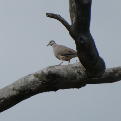 Spilopelia chinensis (Spotted Dove) at Bruce Ridge - 11 Mar 2024 by JohnGiacon