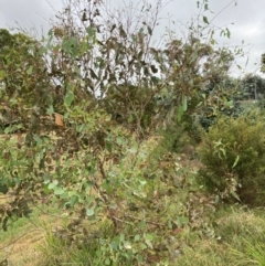 Eucalyptus blakelyi (Blakely's Red Gum) at Flea Bog Flat to Emu Creek Corridor - 10 Mar 2024 by JohnGiacon
