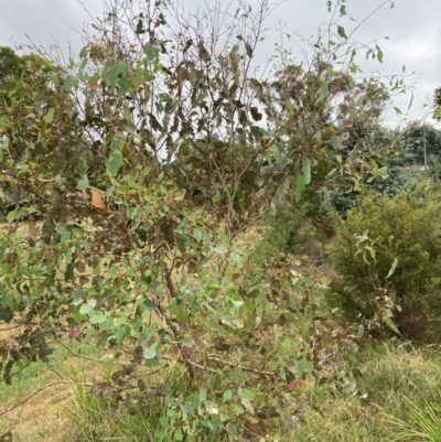 Eucalyptus blakelyi (Blakely's Red Gum) at Belconnen, ACT - 10 Mar 2024 by JohnGiacon