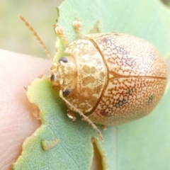 Paropsis atomaria (Eucalyptus leaf beetle) at Emu Creek - 10 Mar 2024 by JohnGiacon
