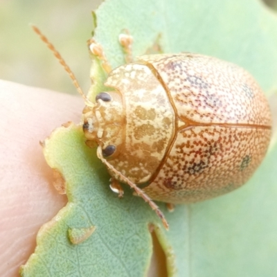 Paropsis atomaria (Eucalyptus leaf beetle) at Flea Bog Flat to Emu Creek Corridor - 10 Mar 2024 by JohnGiacon