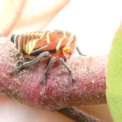 Eurymeloides punctata (Gumtree hopper) at Emu Creek - 10 Mar 2024 by JohnGiacon