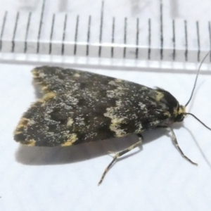 Halone coryphoea at Emu Creek Belconnen (ECB) - 11 Mar 2024