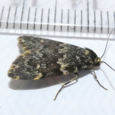 Halone coryphoea (Eastern Halone moth) at Emu Creek Belconnen (ECB) - 10 Mar 2024 by JohnGiacon