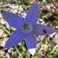 Acari (informal subclass) (Unidentified mite) at Budjan Galindji (Franklin Grassland) Reserve - 11 Feb 2024 by JenniM