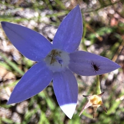 Acari (informal subclass) (Unidentified mite) at Budjan Galindji (Franklin Grassland) Reserve - 11 Feb 2024 by JenniM