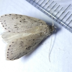 Stictochila myriospila (A concealer) at Flea Bog Flat to Emu Creek Corridor - 10 Mar 2024 by JohnGiacon