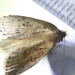 Stictochila myriospila at Emu Creek Belconnen (ECB) - 10 Mar 2024