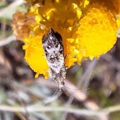 Tebenna micalis at Franklin Grassland (FRA_5) - 11 Feb 2024