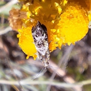 Tebenna micalis at Franklin Grassland (FRA_5) - 11 Feb 2024