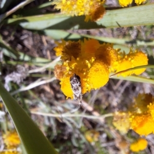 Tebenna micalis at Franklin Grassland (FRA_5) - 11 Feb 2024 03:55 PM