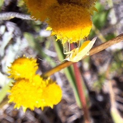Miridae (family) (Unidentified plant bug) at Harrison, ACT - 11 Feb 2024 by JenniM
