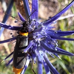 Chauliognathus lugubris (Plague Soldier Beetle) at Budjan Galindji (Franklin Grassland) Reserve - 11 Feb 2024 by JenniM