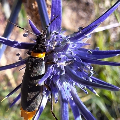 Chauliognathus lugubris (Plague Soldier Beetle) at Budjan Galindji (Franklin Grassland) Reserve - 11 Feb 2024 by JenniM