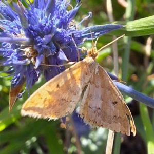 Scopula rubraria at Franklin Grassland (FRA_5) - 11 Feb 2024