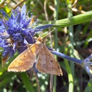 Scopula rubraria at Franklin Grassland (FRA_5) - 11 Feb 2024 04:52 PM