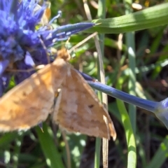 Scopula rubraria at Franklin Grassland (FRA_5) - 11 Feb 2024