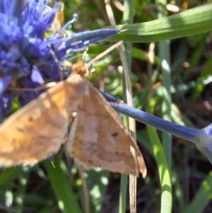 Scopula rubraria at Franklin Grassland (FRA_5) - 11 Feb 2024 04:52 PM