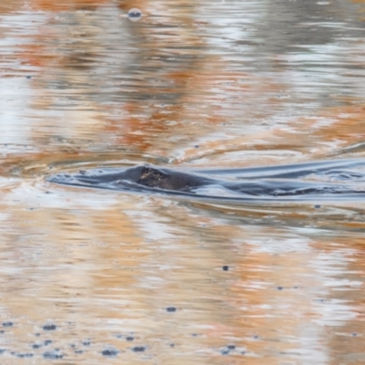 Ornithorhynchus anatinus (Platypus) at West Mackay, QLD - 25 Aug 2020 by Petesteamer