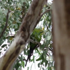 Polytelis swainsonii (Superb Parrot) at Yerrabi Pond - 11 Mar 2024 by betchern0t