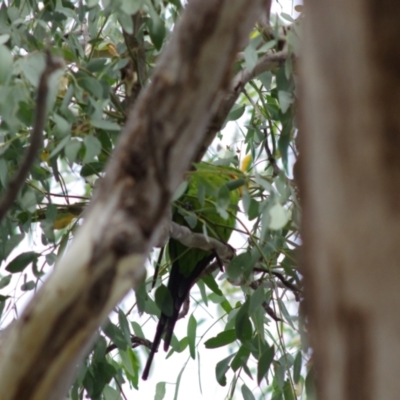 Polytelis swainsonii (Superb Parrot) at Gungahlin, ACT - 10 Mar 2024 by betchern0t