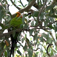 Polytelis swainsonii at Yerrabi Pond - 11 Mar 2024