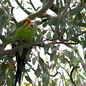 Polytelis swainsonii at Yerrabi Pond - 11 Mar 2024