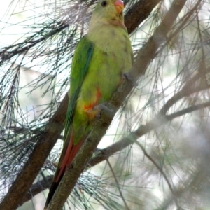 Polytelis swainsonii at Yerrabi Pond - 11 Mar 2024