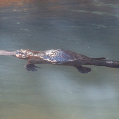 Ornithorhynchus anatinus (Platypus) at Broken River, QLD - 27 Jul 2020 by Petesteamer