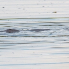 Ornithorhynchus anatinus (Platypus) at West Mackay, QLD - 21 Jul 2020 by Petesteamer