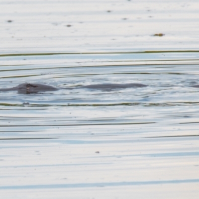 Ornithorhynchus anatinus (Platypus) at West Mackay, QLD - 21 Jul 2020 by Petesteamer