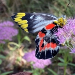 Delias harpalyce at Giralang, ACT - suppressed