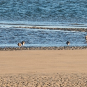 Numenius phaeopus at Slade Point, QLD - 17 Jul 2020 09:23 AM
