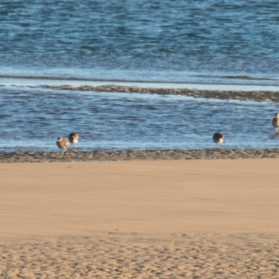 Numenius phaeopus (Whimbrel) at Slade Point, QLD - 17 Jul 2020 by Petesteamer