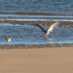 Numenius phaeopus at Slade Point, QLD - 17 Jul 2020 09:23 AM