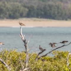 Numenius phaeopus (Whimbrel) at Slade Point, QLD - 2 Aug 2020 by Petesteamer