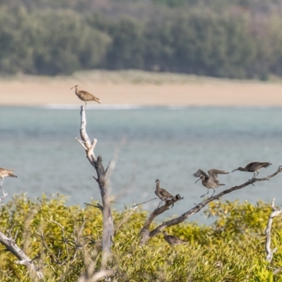 Numenius phaeopus (Whimbrel) at Slade Point, QLD - 2 Aug 2020 by Petesteamer