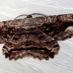 Scioglyptis lyciaria (White-patch Bark Moth) at Goulburn, NSW - 11 Mar 2024 by Milly