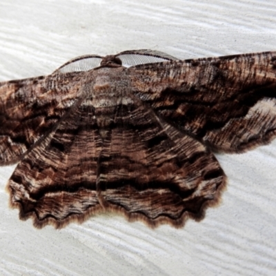 Scioglyptis lyciaria (White-patch Bark Moth) at Goulburn, NSW - 11 Mar 2024 by Milly