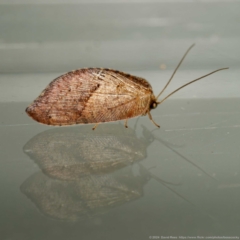 Drepanacra binocula (Notched brown lacewing) at Harrison, ACT - 10 Mar 2024 by DPRees125