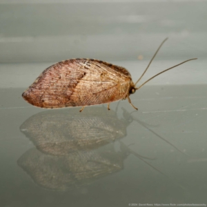 Drepanacra binocula at Harrison, ACT - 10 Mar 2024 10:54 PM