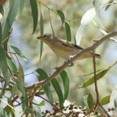 Pardalotus striatus (Striated Pardalote) at Higgins Woodland - 11 Mar 2024 by MichaelWenke