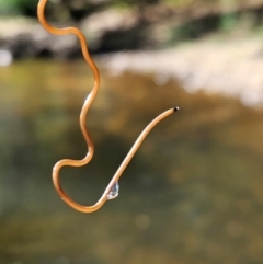 Nematomorpha (phylum) (Gordian worm, horsehair worm) at Upper Kangaroo River, NSW - 11 Mar 2024 by AaronClausen