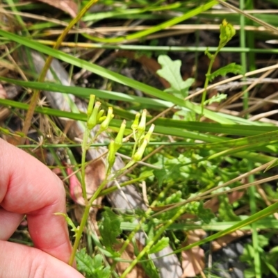 Senecio distalilobatus (Distal-lobe Fireweed) at Tharwa, ACT - 10 Mar 2024 by BethanyDunne