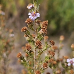 Olearia stricta var. parvilobata at Tharwa, ACT - 10 Mar 2024 by BethanyDunne